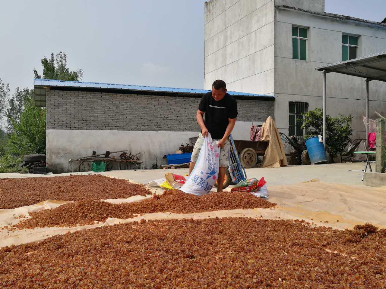 桃胶最新价格走势与市场分析报告