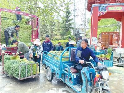 中牟蒜薹价格动态分析与市场趋势预测