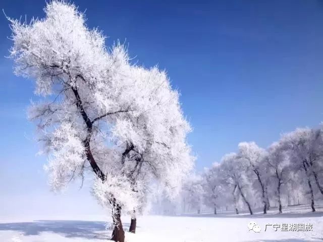 冰封世界的纯净与美丽，最新雪景的绝美展现