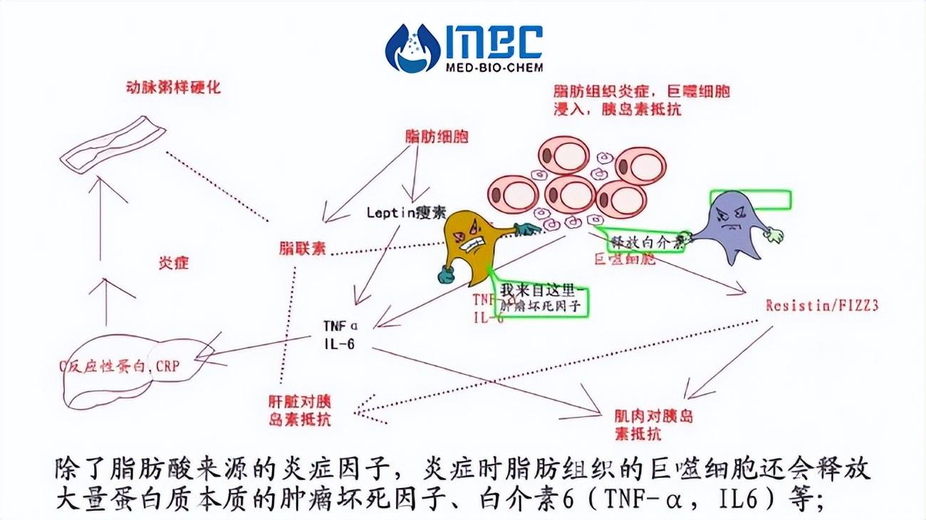 最新白介素，生物医学新时代的引领者