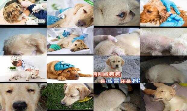 22324cnm濠江论坛,狗狗得了犬瘟怎么治_免费版v2.6.128