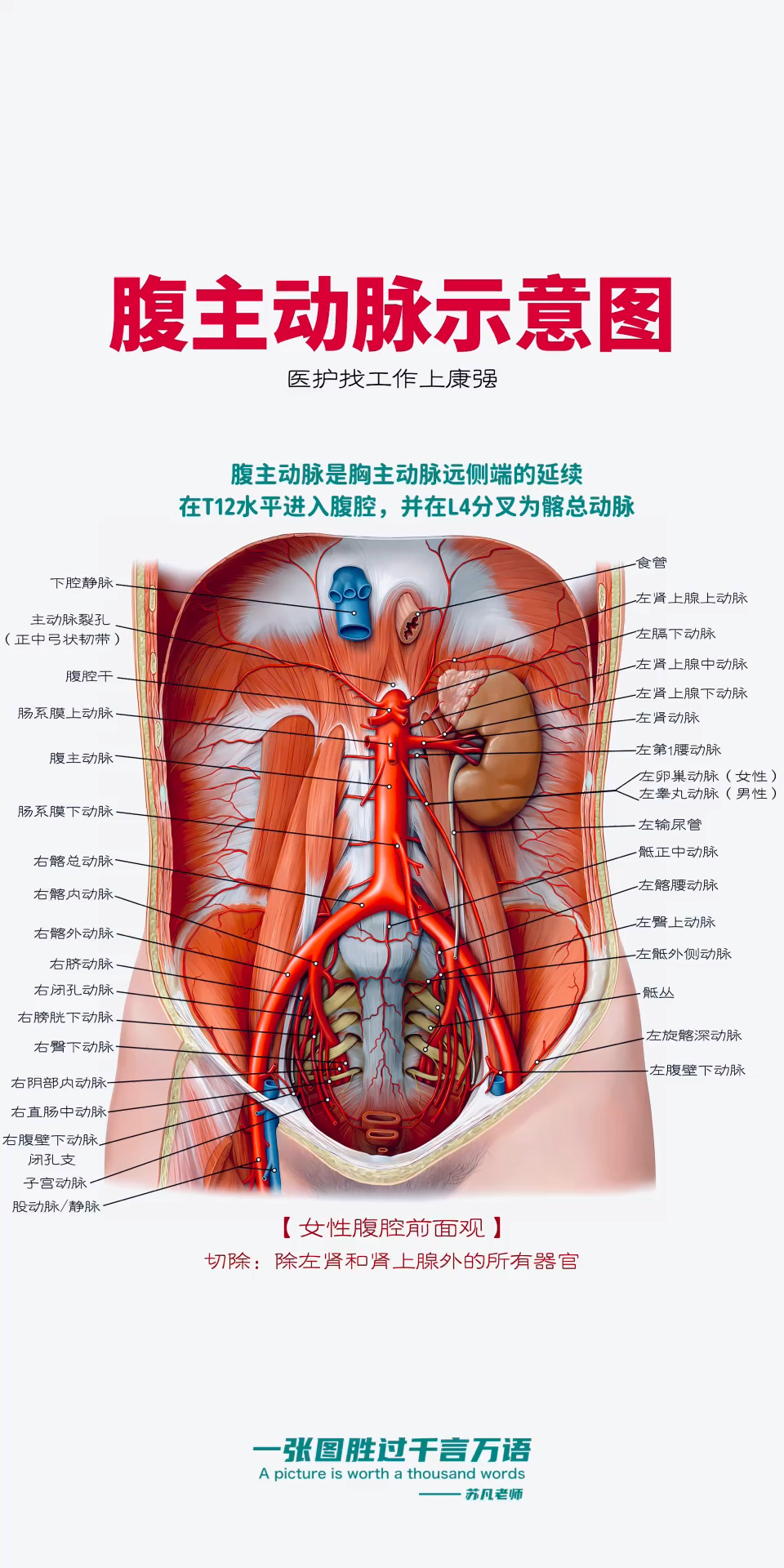 腹主动脉最新研究进展综述